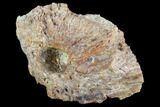 Fossil Crocodile Scute Section - Aguja Formation, Texas #116663-1
